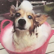 WhipAromaBath WhipAromaBath